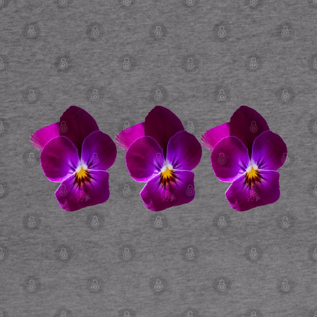 Three Purple Violet Flowers Floral Photo by ellenhenryart